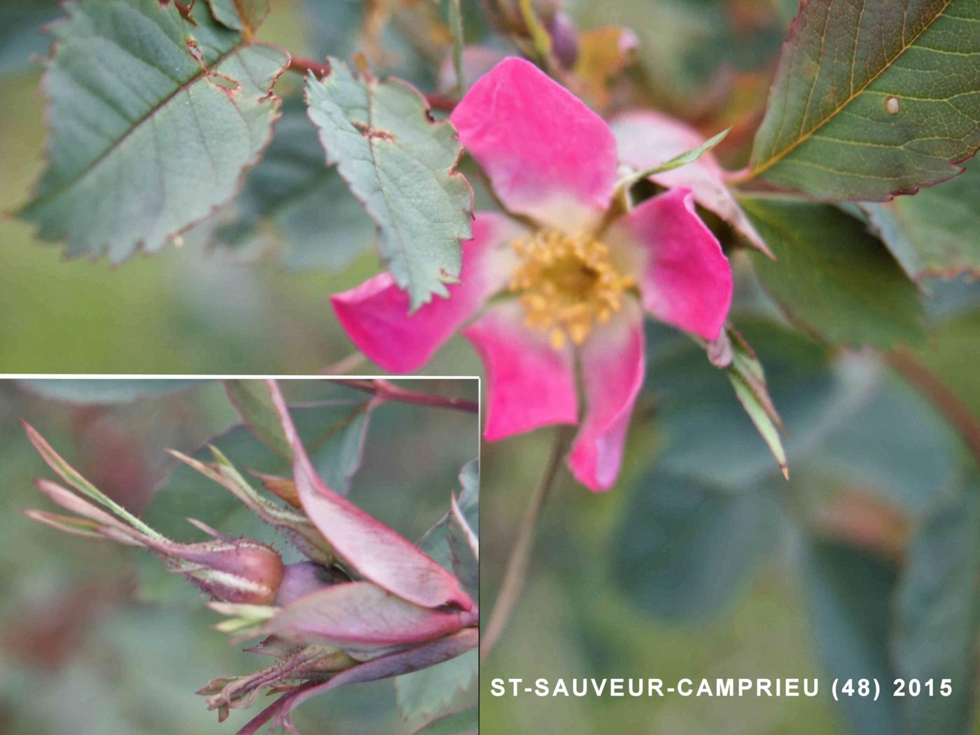 Rose, Red-leaved flower